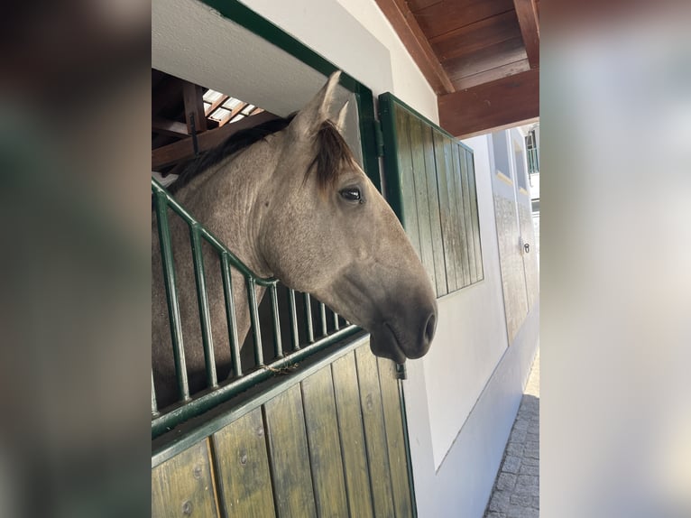 Lusitano Gelding 4 years 15.2 hh Grey-Dapple in St. Estevao