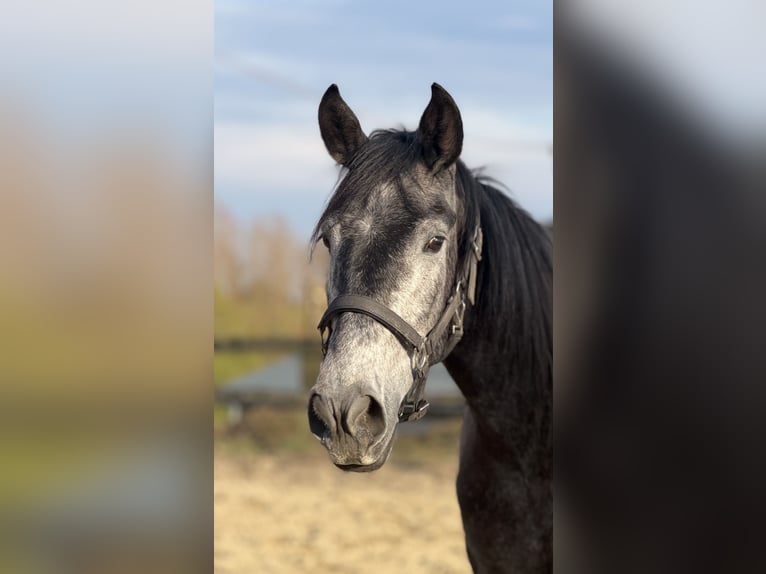 Lusitano Mix Gelding 4 years 15.2 hh Grey in RadevormwaldRadevormwald