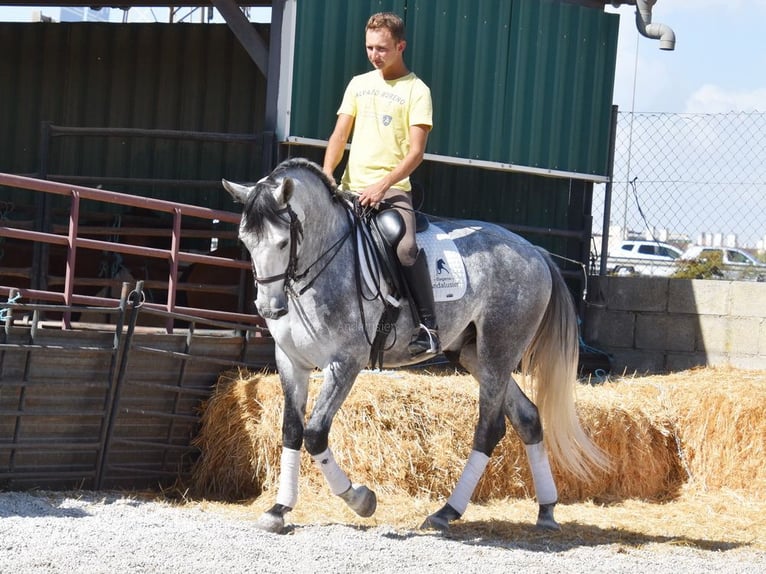 Lusitano Gelding 4 years 15.2 hh Grey in Provinz Granada