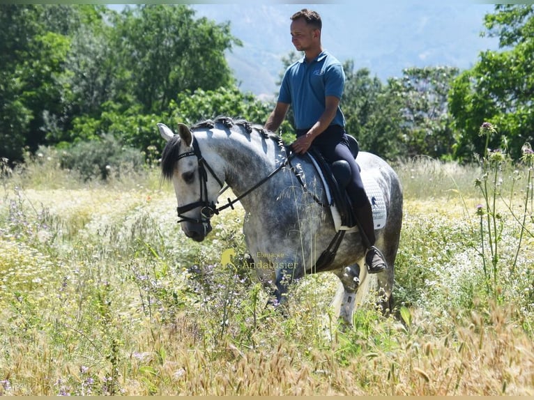 Lusitano Gelding 4 years 15.2 hh Grey in Provinz Granada