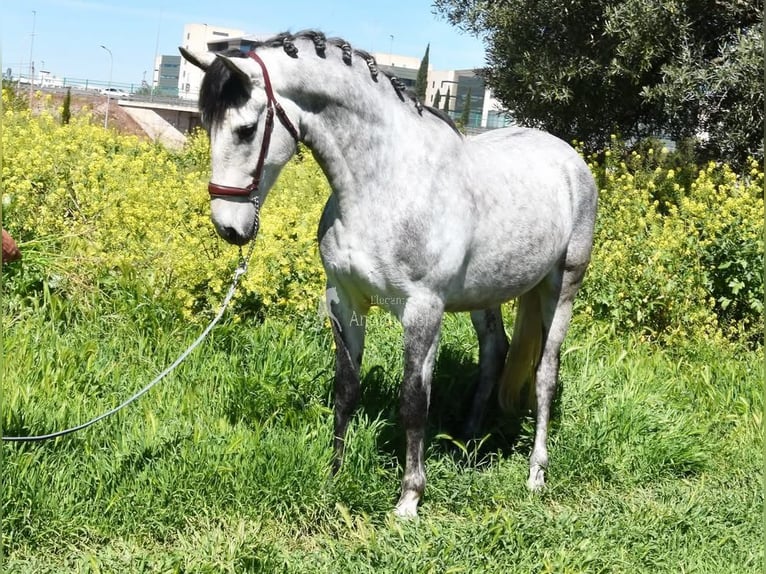 Lusitano Gelding 4 years 15.2 hh Grey in Provinz Granada