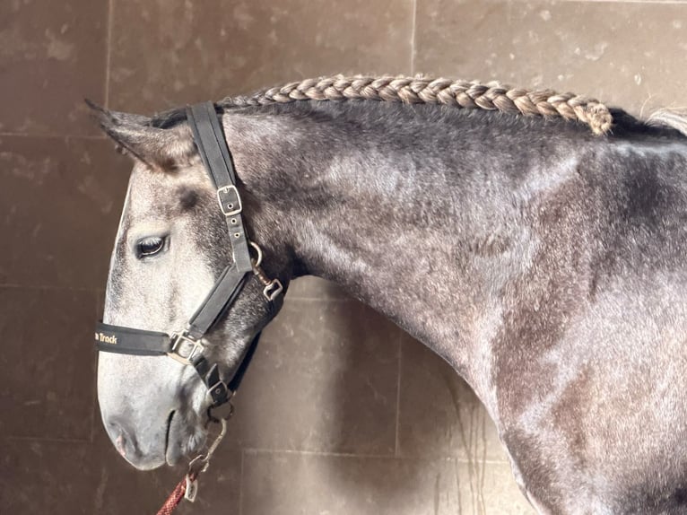 Lusitano Gelding 4 years 15.2 hh Grey in Caldas da Rainha