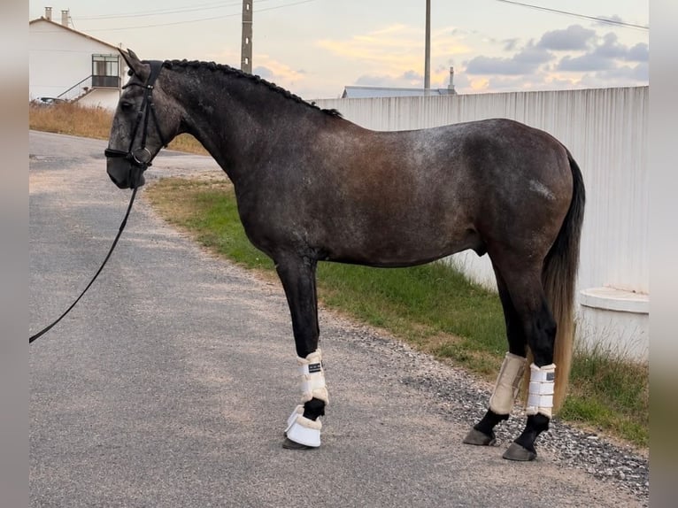 Lusitano Gelding 4 years 15.2 hh Grey in Caldas da Rainha