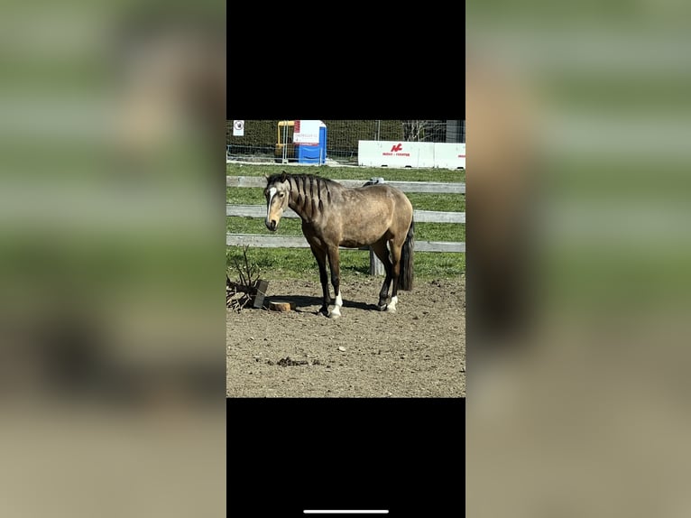 Lusitano Gelding 4 years 15.3 hh Buckskin in Olang