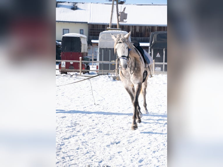 Lusitano Gelding 4 years 15,3 hh Gray in Piesendorf