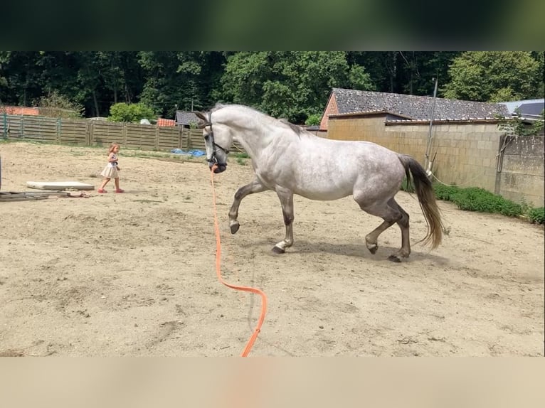Lusitano Mix Gelding 4 years 15 hh Gray in Herenthout