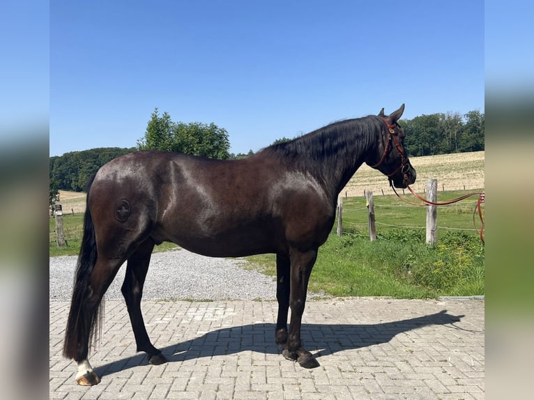 Lusitano Gelding 4 years 15,1 hh Bay-Dark in Sch&#xF6;ntal