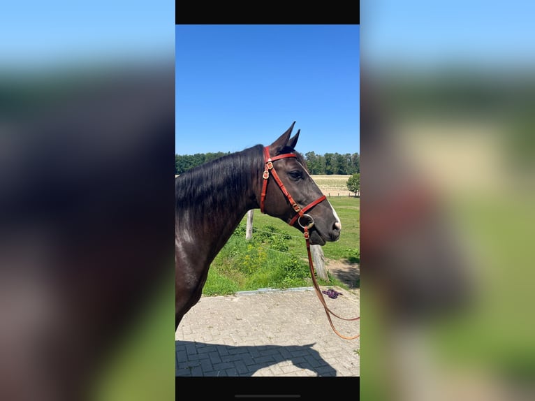 Lusitano Gelding 4 years 15,1 hh Bay-Dark in Sch&#xF6;ntal