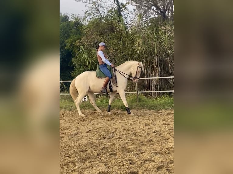 Lusitano Gelding 4 years 15,1 hh Cremello in Arles