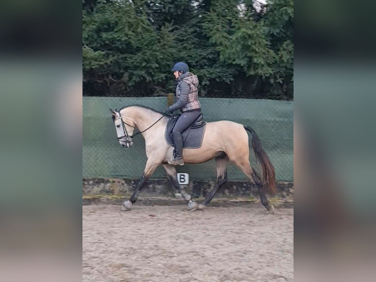 Lusitano Gelding 4 years 15,1 hh Dun in Kembs