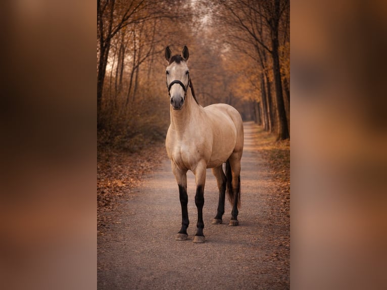 Lusitano Gelding 4 years 15,1 hh Dun in Kembs