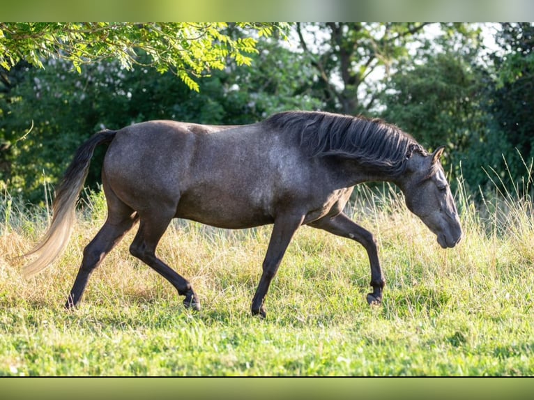 Lusitano Gelding 4 years 15,1 hh Grey-Dapple in Kloster Tempzin OT H&#xE4;ven