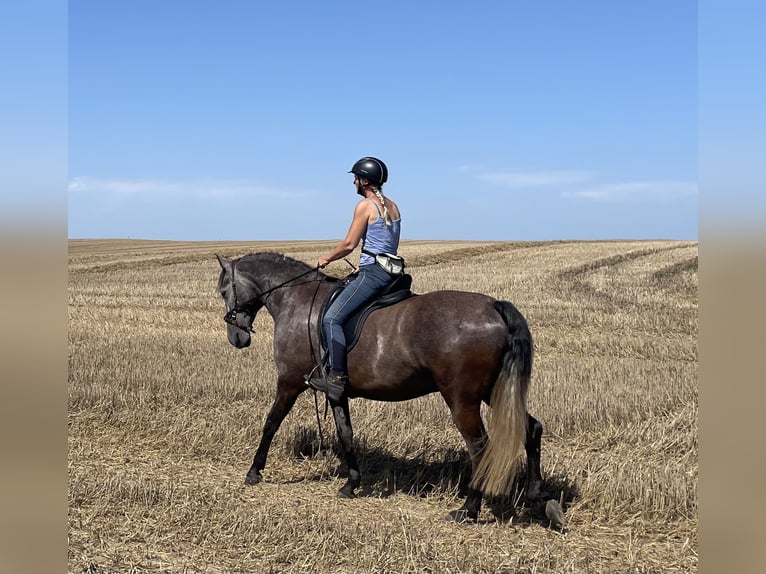 Lusitano Gelding 4 years 15,1 hh Grey-Dapple in Kloster Tempzin OT H&#xE4;ven
