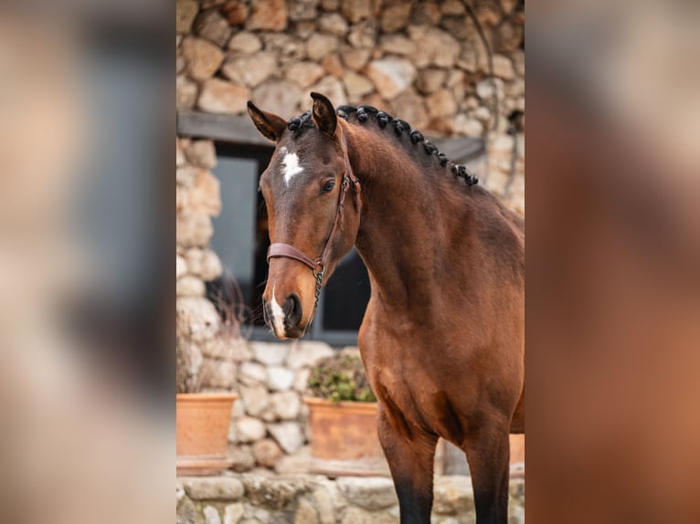 Lusitano Gelding 4 years 15,2 hh Bay-Dark in Montecorto