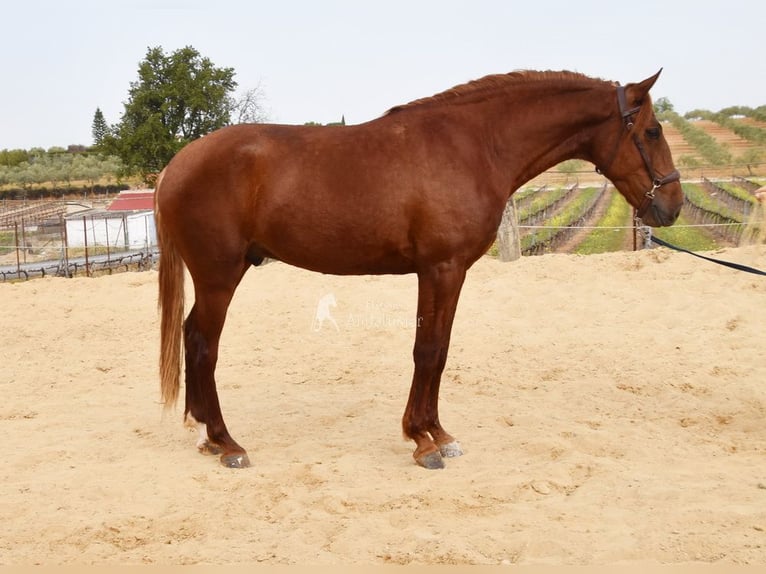 Lusitano Gelding 4 years 15,2 hh Chestnut-Red in Provinz Cordoba