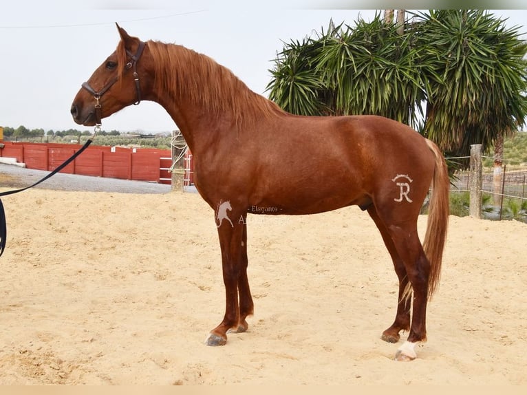 Lusitano Gelding 4 years 15,2 hh Chestnut-Red in Provinz Cordoba