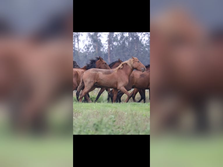 Lusitano Gelding 4 years 15,2 hh Chestnut-Red in Redange