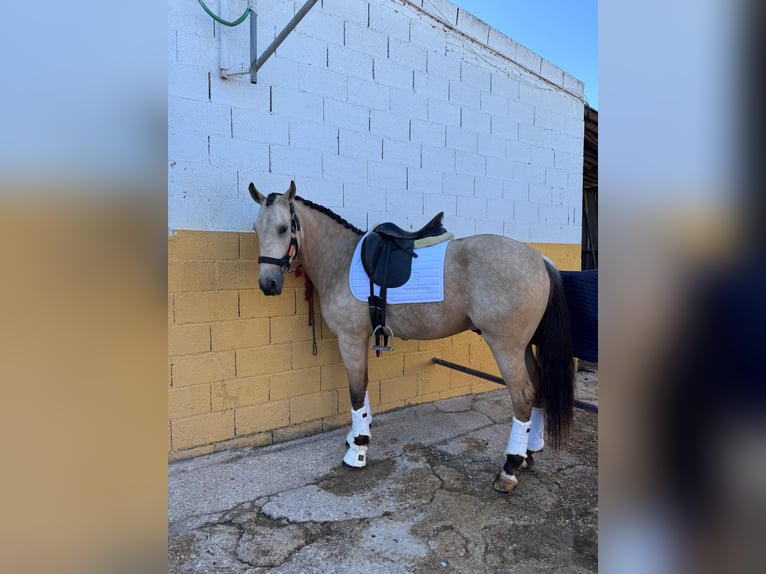 Lusitano Mix Gelding 4 years 15,2 hh Dun in Valencia