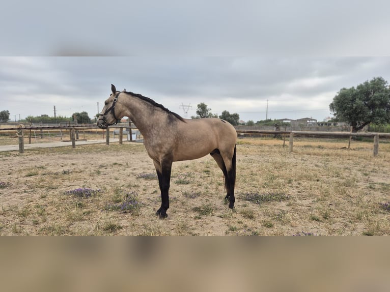 Lusitano Mix Gelding 4 years 15,2 hh Dun in Samora Correia