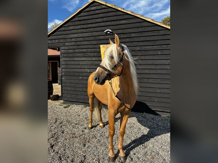 Lusitano Gelding 4 years 15,2 hh Palomino in ALTHORNE
