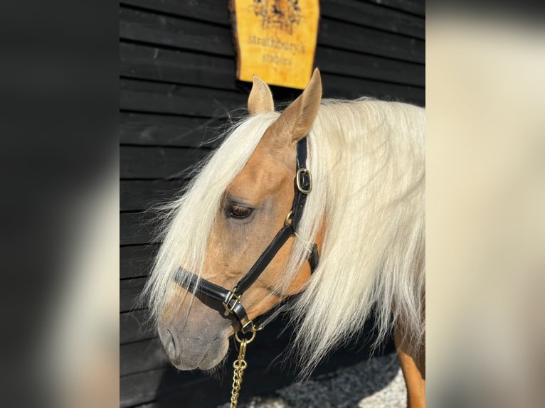 Lusitano Gelding 4 years 15,2 hh Palomino in ALTHORNE