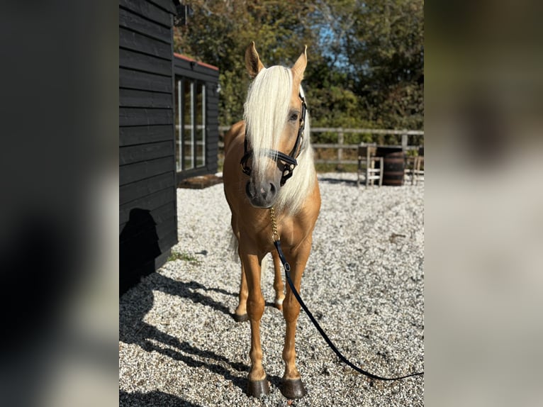 Lusitano Gelding 4 years 15,2 hh Palomino in ALTHORNE
