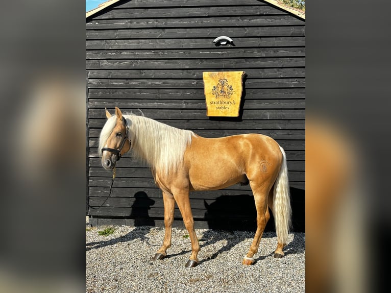 Lusitano Gelding 4 years 15,2 hh Palomino in ALTHORNE