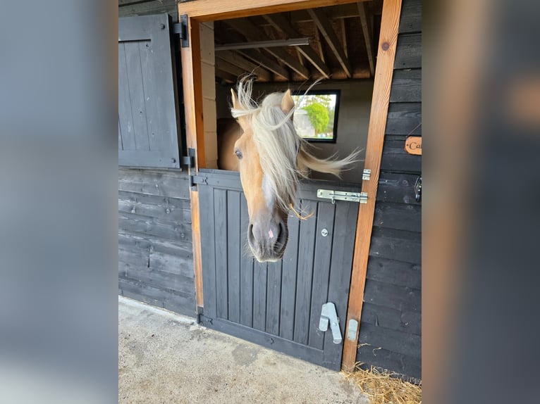 Lusitano Gelding 4 years 15,2 hh Palomino in ALTHORNE