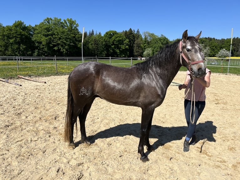 Lusitano Gelding 4 years 15,2 hh Roan-Red in Amlikon-Bissegg