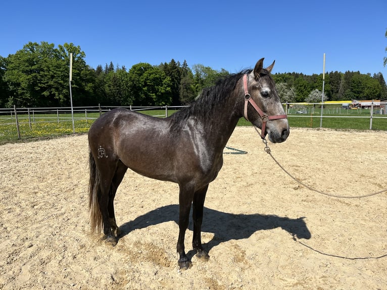 Lusitano Gelding 4 years 15,2 hh Roan-Red in Amlikon-Bissegg