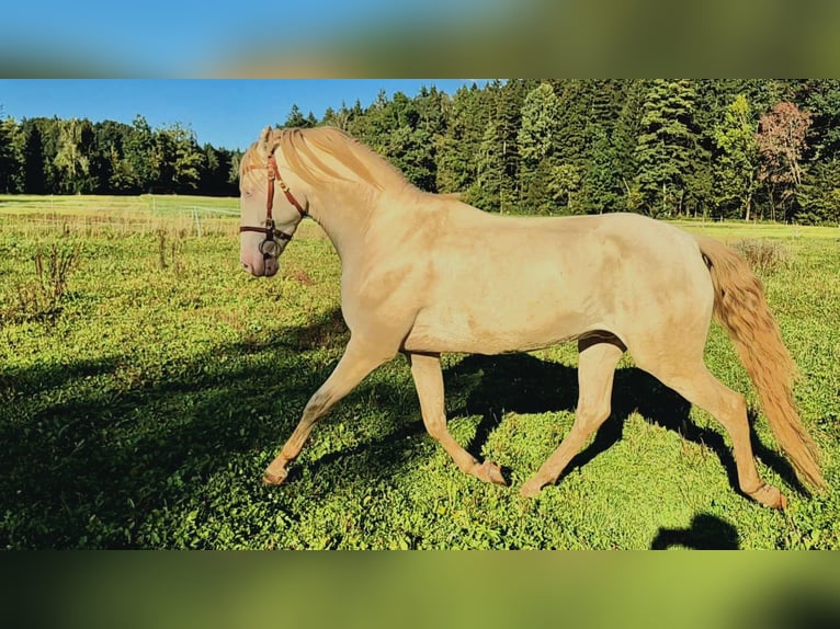 Lusitano Gelding 4 years 15,3 hh Cremello in Irschenberg