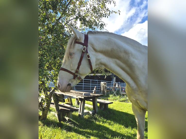 Lusitano Gelding 4 years 15,3 hh Cremello in Irschenberg