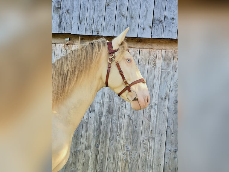 Lusitano Gelding 4 years 15,3 hh Cremello in Irschenberg