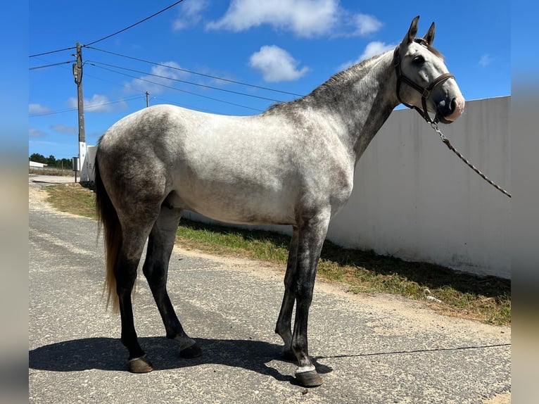 Lusitano Mix Gelding 4 years 15,3 hh in Rio Maior