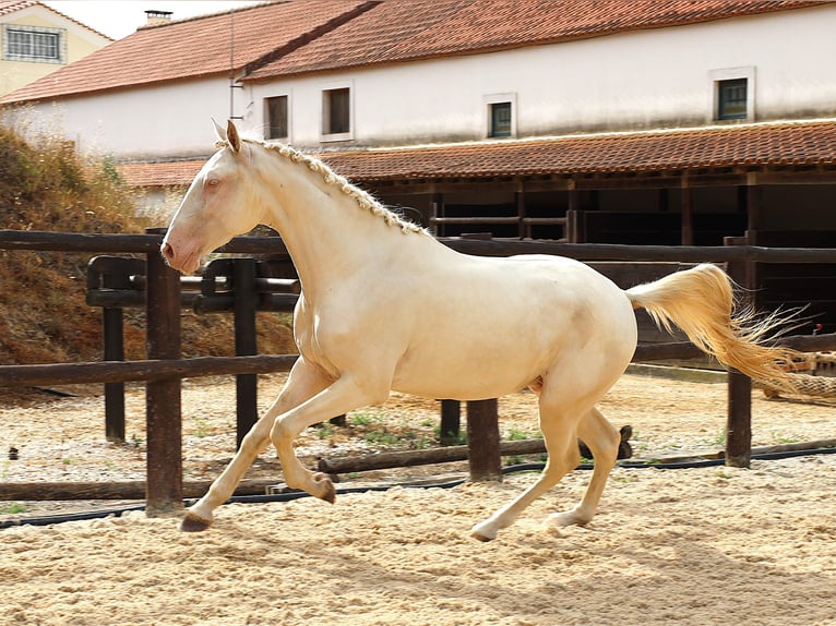 Lusitano Gelding 4 years 16.1 hh Cremello in Ribamar