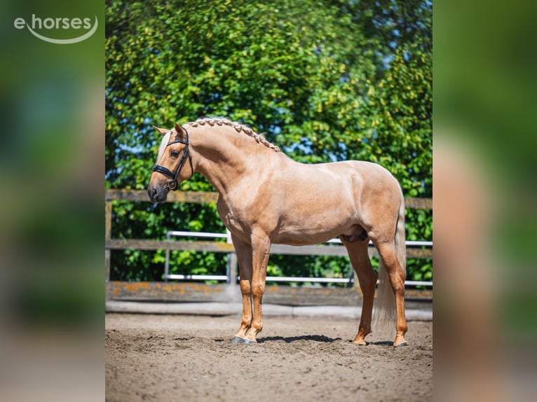 Lusitano Gelding 4 years 16.1 hh Palomino in Poeldijk