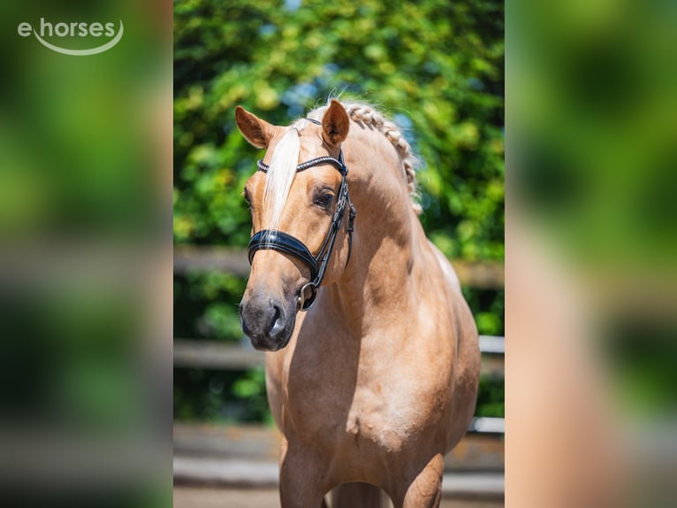 Lusitano Gelding 4 years 16.1 hh Palomino in Poeldijk