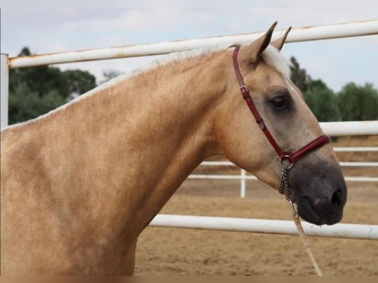 Lusitano Gelding 4 years 16,1 hh Palomino in Navalcan