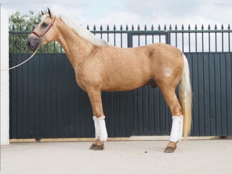 Lusitano Gelding 4 years 16,1 hh Palomino in Navalcan