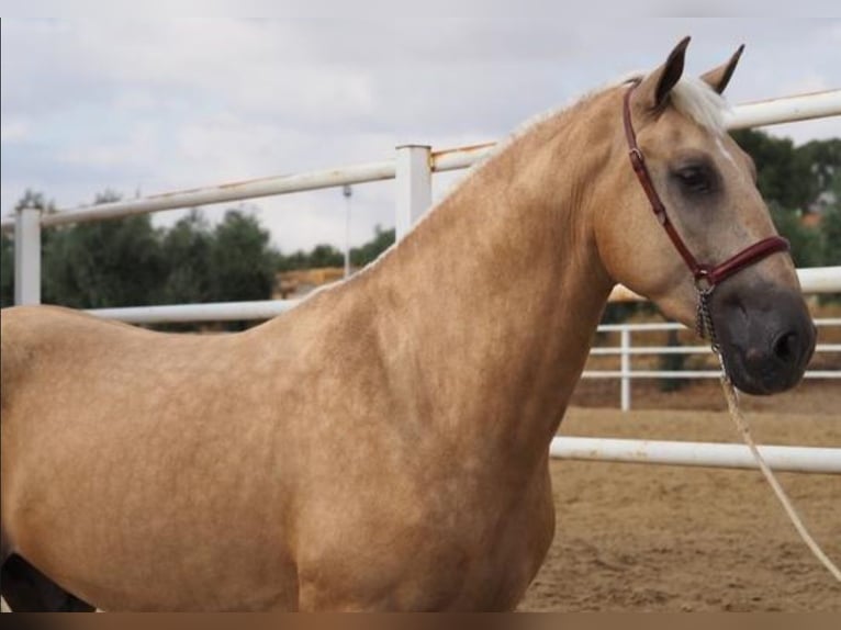 Lusitano Gelding 4 years 16,1 hh Palomino in Navalcan