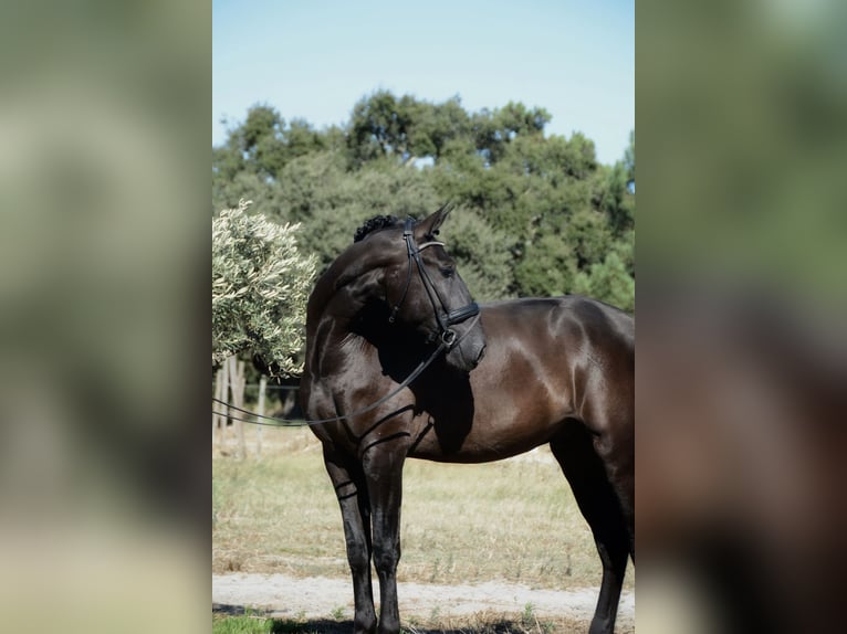 Lusitano Gelding 4 years 16.2 hh Black in Grândola