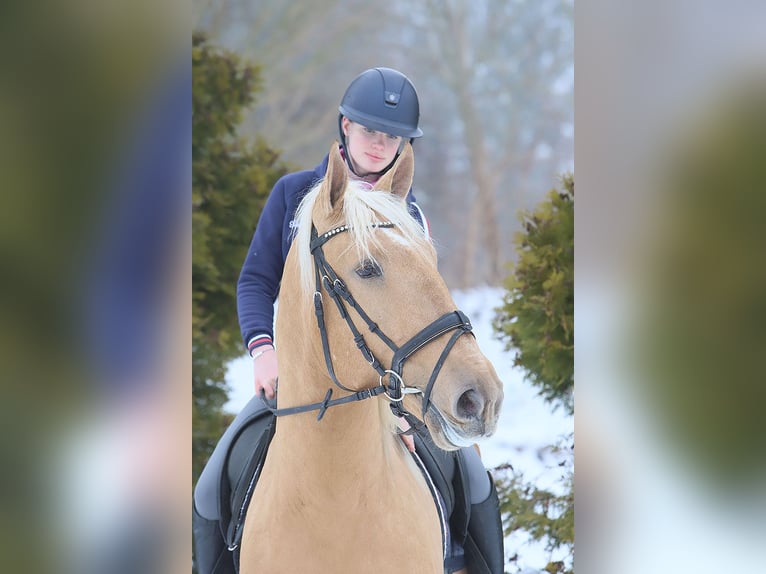 Lusitano Gelding 4 years 16.2 hh Palomino in Teldau