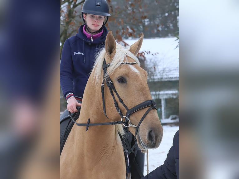 Lusitano Gelding 4 years 16.2 hh Palomino in Teldau
