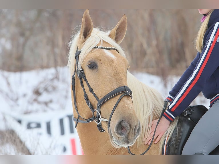 Lusitano Gelding 4 years 16.2 hh Palomino in Teldau