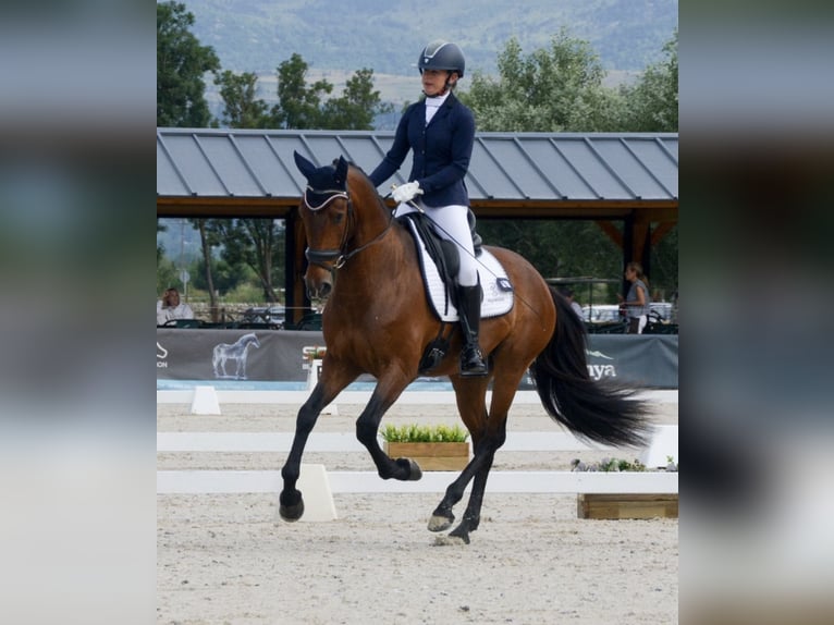 Lusitano Gelding 4 years 16 hh Bay-Dark in GIRONA