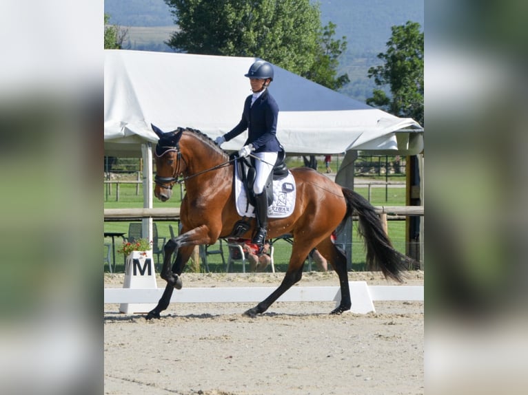 Lusitano Gelding 4 years 16 hh Bay-Dark in GIRONA