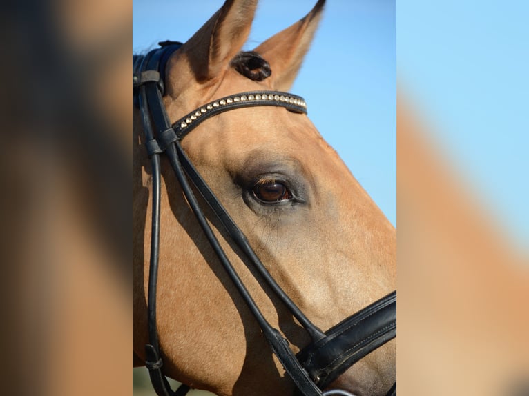 Lusitano Gelding 4 years 16 hh Buckskin in Água Derramada