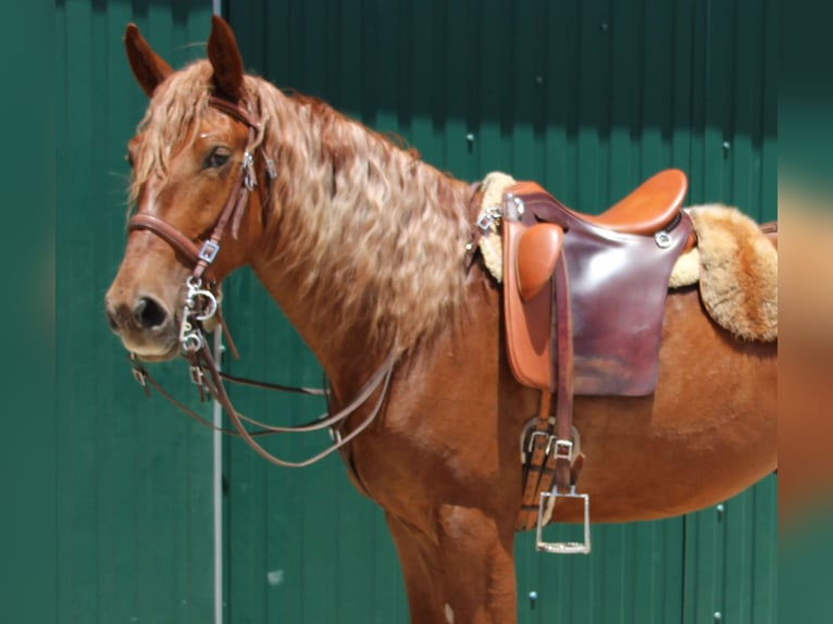 Lusitano Mix Gelding 4 years 16 hh Chestnut-Red in Silves