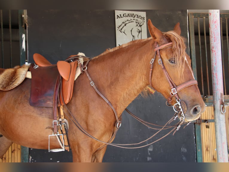 Lusitano Mix Gelding 4 years 16 hh Chestnut-Red in Silves
