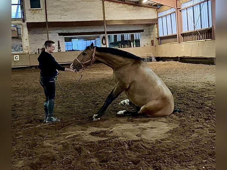 Lusitano Gelding 4 years 16 hh Dun in Rodenbach